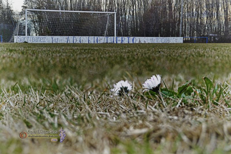 Margaritas  de invierno en el campo de futbol Reducc.jpg